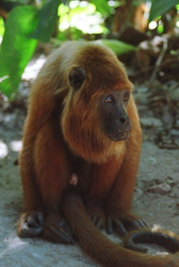 Bolivian red howler